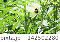 秋葵果實和秋葵花（逐針視圖） 142502280