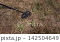 Treasure hunter with metal detector search treasure in field  142504649