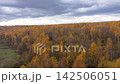 Aerial view of autumn forest canopy 142506051
