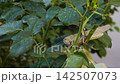 A video in which adult male green locust or grasshopper sits on branch of spiked rose and eats untreated with insecticides green leaves in flower garden. Insects pests in gardening, natural conditions 142507073
