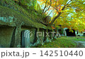 Matsushima, one of Japan's three most scenic spots (Ojima Island in autumn) [Matsushima Town, Miyagi District, Miyagi Prefecture] 142510440