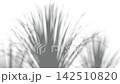 Abstract shadow lemongrass bush on wind background, looped animation Abstract shadow lemongrass bush on wind background, looped animation 142510820