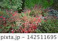 Walled Kitchen Garden with Blooming Flower Borders at Knightshayes Court 142511695