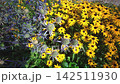 Close Up of Yellow Black-Eyed Susans and Purple Sea Holly Flowers 142511930