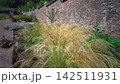 Ornamental Feathery Grasses Blowing Along Stepped Walled Garden Path 142511931