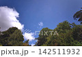 Timelapse of White Clouds Drifting Across Blue Sky Over Lush Forest Canopy 142511932