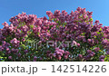 Lilac blooming syringa vulgaris lush bush in spring. 142514226