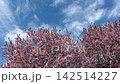 The delicate pink spring cherry blossoms sakura. 142514227