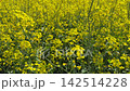 field, agriculture, farm 142514228