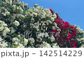 White and pink blossoms oleander nerium against blue sky. 142514229