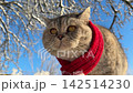 Pretty cat looking at the snow in winter garden 142514230