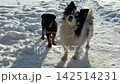 dog, puppy, snow 142514231