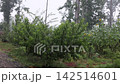 Rainwater collects on leaves and soil in garden filled with various plants trees during thunderstorm on stormy day, 142514601