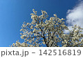 Magnolia spring white flowers against blue sky with floating white clouds. 142516819