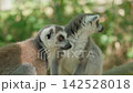 A pair of lemurs in the forest closeup slow motion 142528018