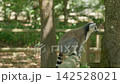 A lemur is sitting on a fence among the trees and jumping down slow motion 142528021