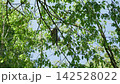 A lemur is sitting on a tree branch view from below 142528022