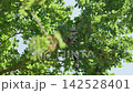 Lemurs are chewing in a tree in forest 142528401