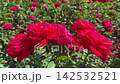 ed roses in the garden. 142532521