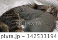 Cat Family. Small Kitten Suckling Milk while Mom Washes him. Mother Licking and Washing Gray Kitty Laying on her Tummy and Feeding. Cat Nursing Cute Baby Kitten. Sleep Nap Time. Pets at Cozy Home. 4K 142533194
