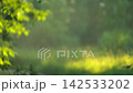 Blurred summer natural background. Juicy and bright backdrop. Beautiful defocused leaves. Abstract nature. Natural Bokeh effect with sun rays. Green color light bokeh nature background. Greenery. 142533202