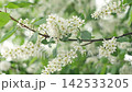 Bird-cherry tree in full bloom. Bird cherry flowers close up on blurred green background. Flowering Prunus Avium Tree with White Little Blossoms. View of a blooming in Spring. Copy space for text. 142533205