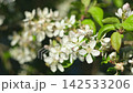 Bird-cherry tree in full bloom. Bird cherry flowers close up on blurred green background. Flowering Prunus Avium Tree with White Little Blossoms. View of a blooming in Spring. Copy space for text. 142533206