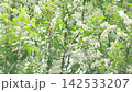 Bird-cherry tree in full bloom. Bird cherry flowers close up on blurred green background. Flowering Prunus Avium Tree with White Little Blossoms. View of a blooming in Spring. Copy space for text. 142533207