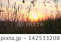Beautiful summer landscape in the mountains. Colorful Sunrise. View from the hill to green forest and fields cover with soft mist. Summer Flowers, herbs silhouette. Majestic scenery 142533208