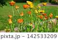 Beautiful orange calendula officinalis on stem. Marigold flowers, ruddles. Natural floral background. Ornamental plant for landscaping park. Garden design with flower bed. Bright floristic Wallpaper 142533209