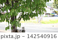 A video showcasing the refreshing image of a town with lush greenery and a breeze blowing through a blue sky. 142540916