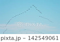 Great Cormorant Flock 142549061