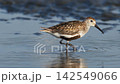 Dunlin foraging (slow motion) 142549066