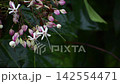 Rabbit flowers 142554471