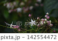 Rabbit flowers 142554472