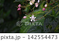 Rabbit flowers 142554473
