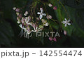 Rabbit flowers 142554474