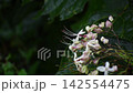 Rabbit flowers 142554475