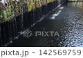 Water from Oshino dripping from a moss-covered wall 142569759