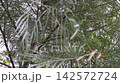 Outdoors garden surrounded by tropical plant, stock footage 142572724