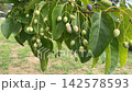 White Styrax japonica fruits growing in clusters among the green leaves, and the nature of early summer. 142578593