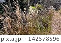 A natural grassy field where pampas grass sways in the autumn breeze and wildflowers spread out. 142578596