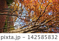 Tunnel of autumn leaves 142585832
