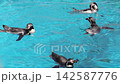洪堡企鵝在水世界茲城大洗水族館舒適地游泳 142587776