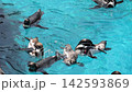 在炎熱的夏日，茨城大洗水族館的泳池裡，洪堡企鵝正在享受清涼的游泳。 142593869