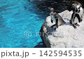 企鵝因天氣炎熱而情緒低落，企鵝在梳理羽毛，企鵝在洗澡。 142594535