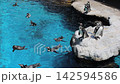 在茨城縣水世界，洪堡企鵝在盛夏時節曬太陽、梳理羽毛、在水中沐浴。 142594586