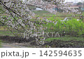 櫻花（染井吉野）花瓣散落在鄉間小路上。 142594635