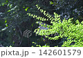 木漏れ日の中で揺れる新緑の紅葉 木漏れ日の中で揺れる新緑の紅葉 142601579