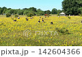 Free range geese on blooming rural pasture landscape 142604366